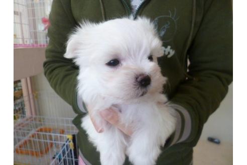成約済の福岡県のマルチーズ-13865の2枚目