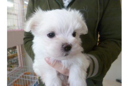 成約済の福岡県のマルチーズ-13865の3枚目