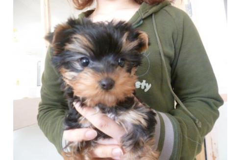 成約済の福岡県のヨークシャーテリア-13866の1枚目