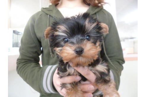 成約済の福岡県のヨークシャーテリア-13866の2枚目