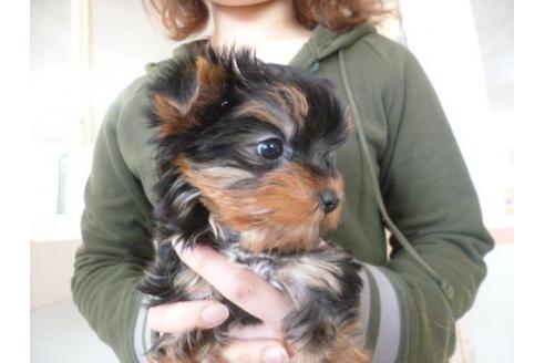 成約済の福岡県のヨークシャーテリア-13866の3枚目