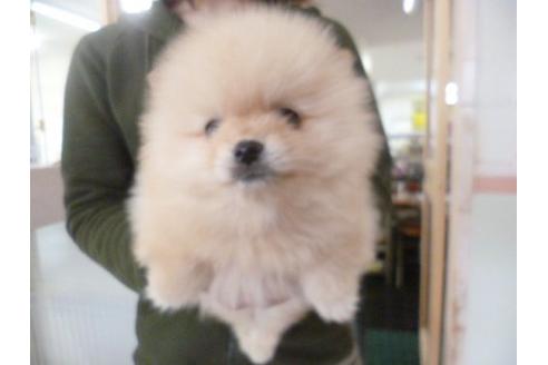 成約済の福岡県のポメラニアン-13867の1枚目