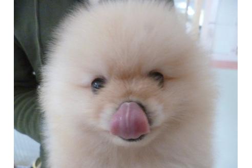 成約済の福岡県のポメラニアン-13867の2枚目