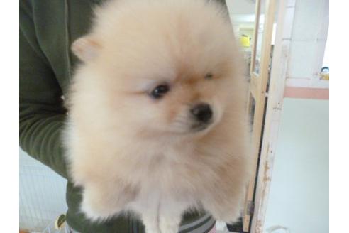 成約済の福岡県のポメラニアン-13867の3枚目