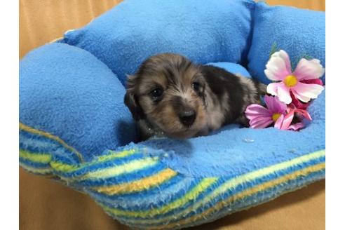 成約済の栃木県のミニチュアダックスフンド-13880の3枚目