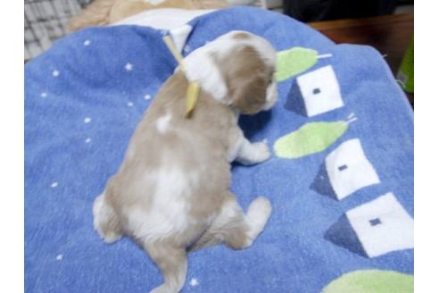 成約済の埼玉県のキャバリアキングチャールズスパニエル-13195の3枚目