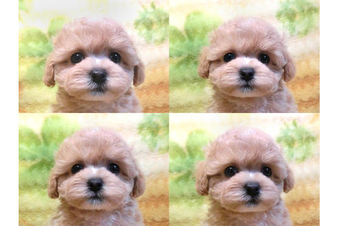 成約済の千葉県のマルプー:マルチーズ×トイプードル-13891の4枚目