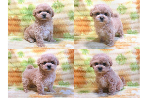 成約済の千葉県のマルプー:マルチーズ×トイプードル-13891の1枚目