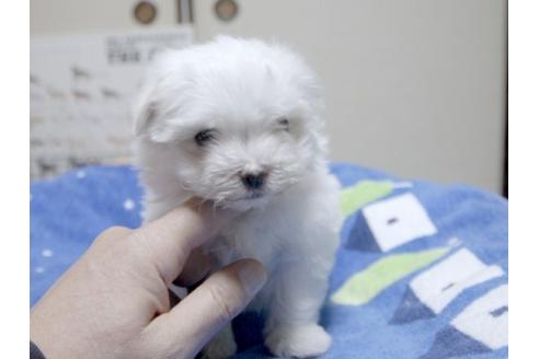 成約済の埼玉県のマルチーズ-13197の1枚目