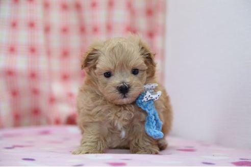 成約済の大分県のミックス犬-13952の1枚目