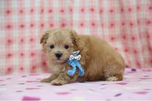 成約済の大分県のミックス犬-13952の2枚目