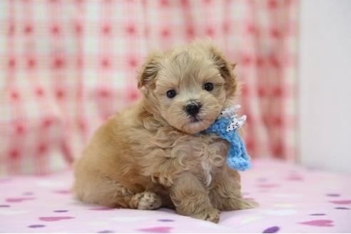 成約済の大分県のミックス犬-13952の3枚目