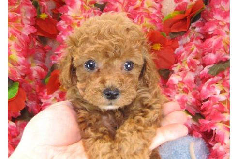 成約済の茨城県のトイプードル-13974の1枚目