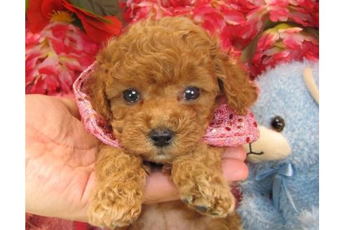 成約済の茨城県のトイプードル-13974の2枚目