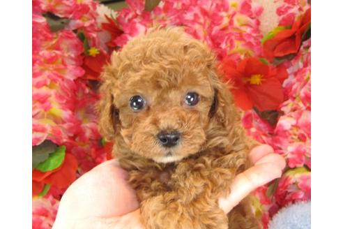 成約済の茨城県のトイプードル-13974の3枚目