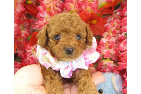 成約済の茨城県のトイプードル-13975の1枚目