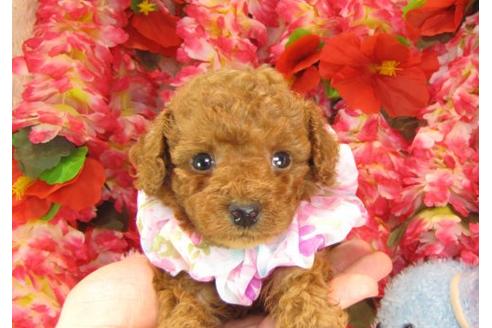 成約済の茨城県のトイプードル-13975の2枚目