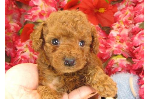 成約済の茨城県のトイプードル-13975の3枚目