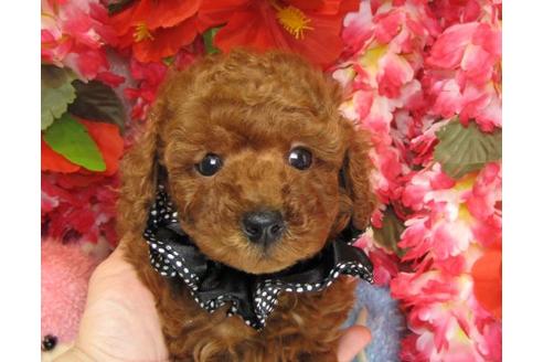 成約済の茨城県のトイプードル-13976の1枚目