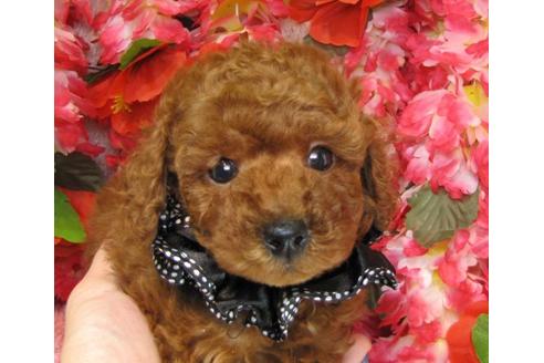 成約済の茨城県のトイプードル-13976の2枚目