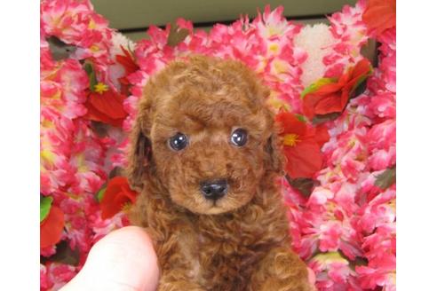 成約済の茨城県のトイプードル-13976の3枚目