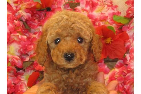 成約済の茨城県のトイプードル-13977の1枚目