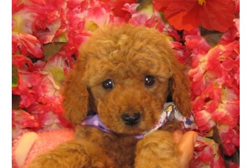 成約済の茨城県のトイプードル-13977の2枚目