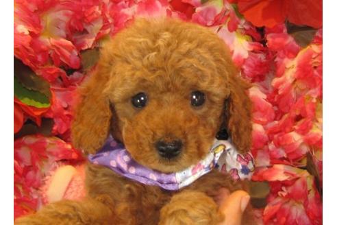 成約済の茨城県のトイプードル-13977の3枚目