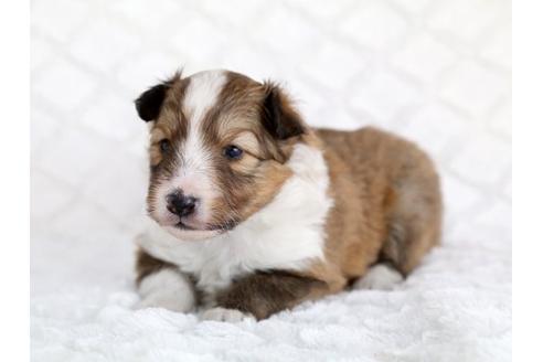 成約済の栃木県のシェットランドシープドッグ(シェルティ)-13980の3枚目