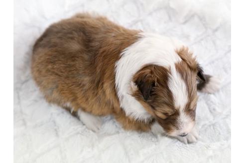 成約済の栃木県のシェットランドシープドッグ(シェルティ)-13980の2枚目