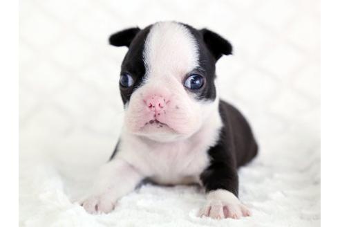 成約済の栃木県のボストンテリア-13981の1枚目