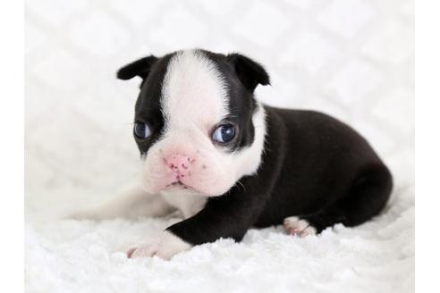 成約済の栃木県のボストンテリア-13981の2枚目