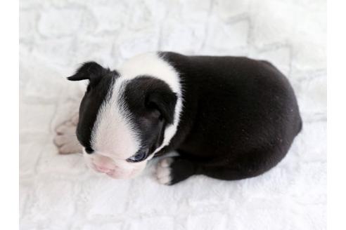 成約済の栃木県のボストンテリア-13981の3枚目