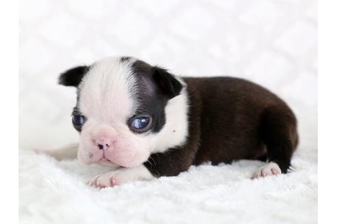 成約済の栃木県のボストンテリア-13982の1枚目