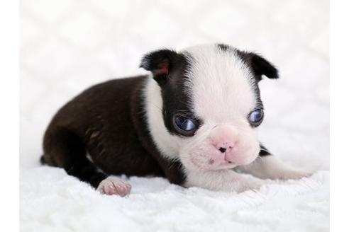 成約済の栃木県のボストンテリア-13982の2枚目