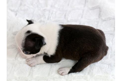 成約済の栃木県のボストンテリア-13982の3枚目