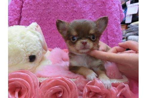 成約済の京都府のチワワ-14007の2枚目