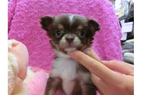 成約済の京都府のチワワ-14008の1枚目