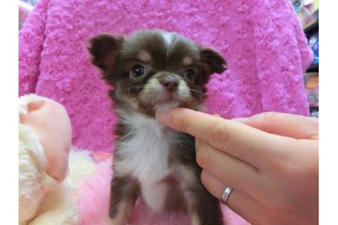 成約済の京都府のチワワ-14008の2枚目