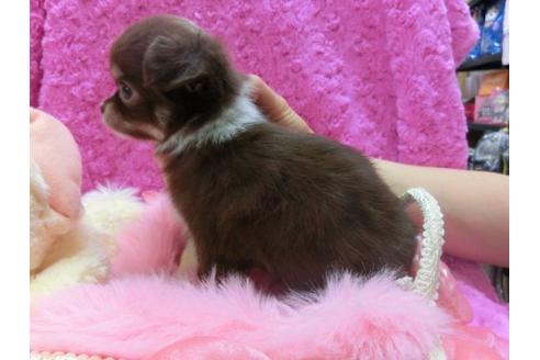 成約済の京都府のチワワ-14008の3枚目