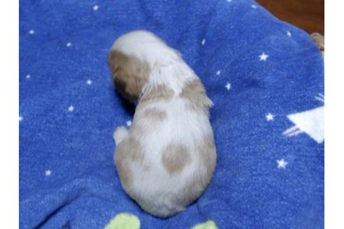 成約済の埼玉県のキャバリアキングチャールズスパニエル-13637の3枚目