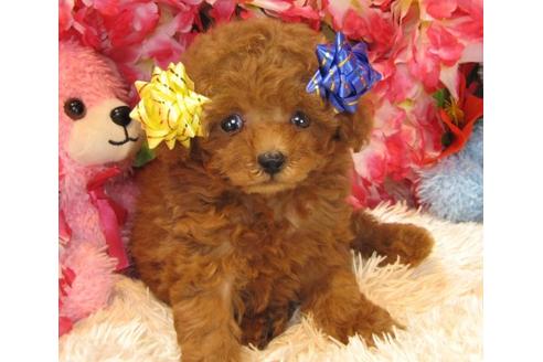 成約済の茨城県のトイプードル-14081の2枚目