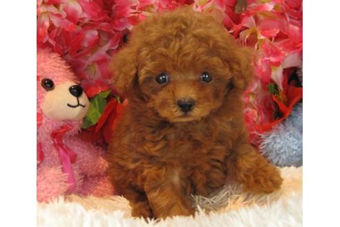 成約済の茨城県のトイプードル-14081の3枚目