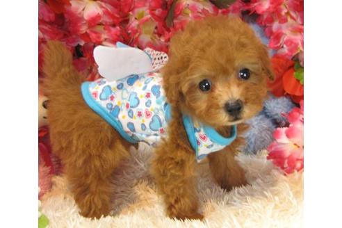 成約済の茨城県のトイプードル-14082の1枚目