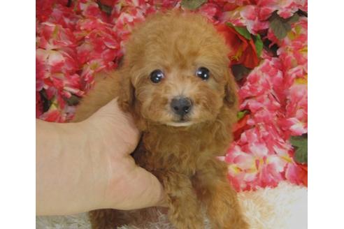 成約済の茨城県のトイプードル-14082の2枚目