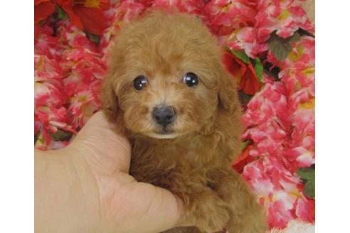 成約済の茨城県のトイプードル-14082の3枚目