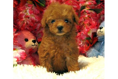 成約済の茨城県のトイプードル-14083の2枚目