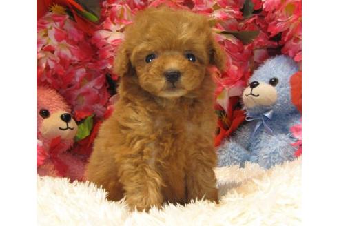 成約済の茨城県のトイプードル-14083の3枚目