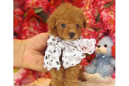 成約済の茨城県のトイプードル-14083の1枚目