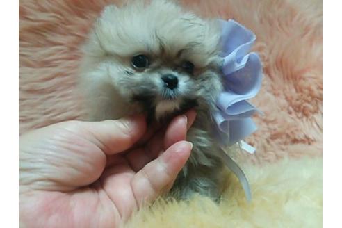 成約済の愛知県のポメラニアン-14095の2枚目